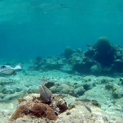 Utopia Village Underwater Coral Reef Live Cam, Los Cayitos, Honduras