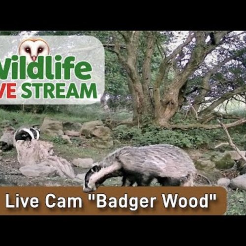 Badger Wood Live Wildlife Camera | Sheffield, UK