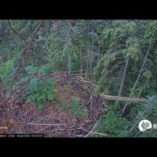 Black Stork Forest Nest Live View