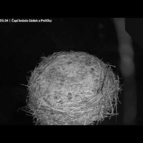 White Stork Nest in Sádek, Polička, Czechia
