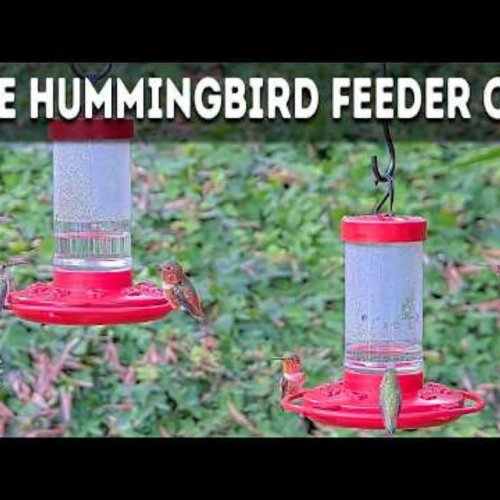 Live Backyard Hummingbird Feeders in Oceanside, California