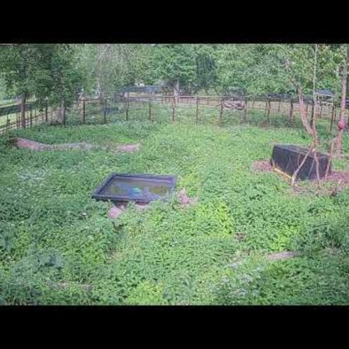 Brown Bears at Elistvere Animal Park | Estonia