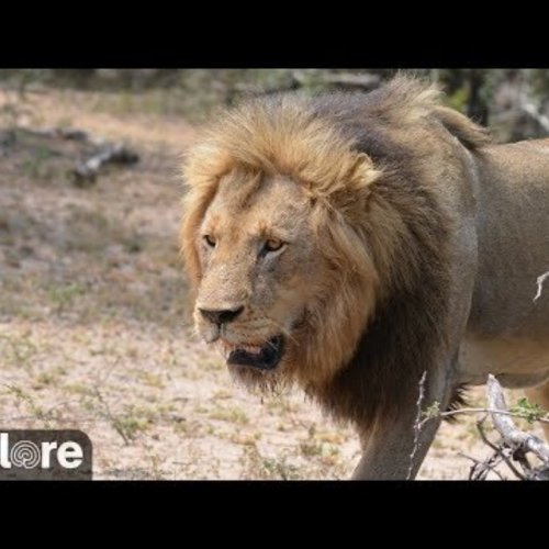 Naledi Cat-Eye Waterhole Safari Experience