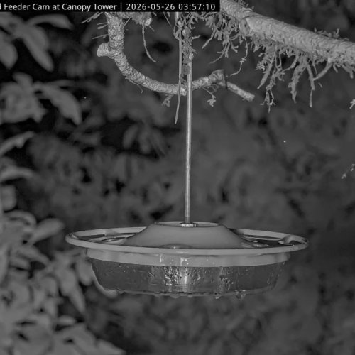 Panama Hummingbird Feeder At Canopy Lodge Live Stream