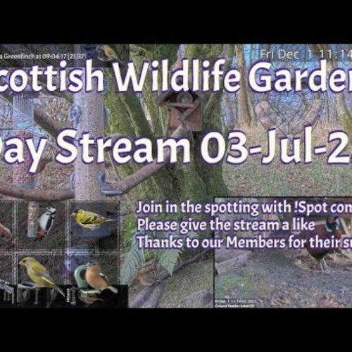 Scottish Wildlife Garden Live: Bird Feeders of Argyll, Scotland
