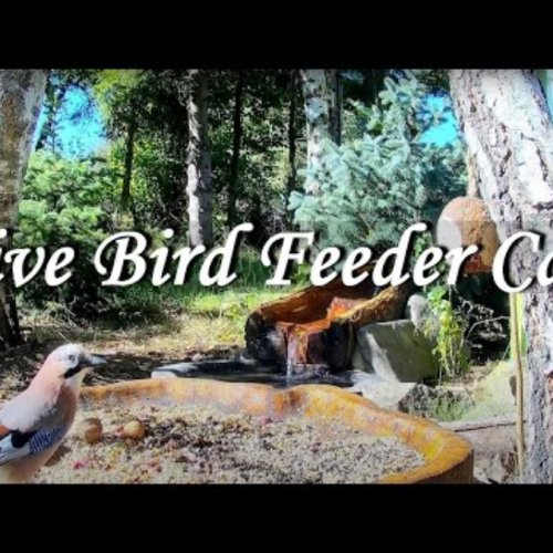 Jankowice Bird Feeder Live: Observe Polish Wildlife