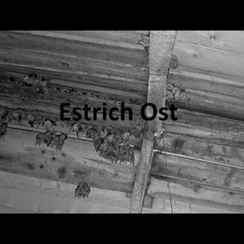 Live Bat Colony Webcam in Buttisholz, Switzerland