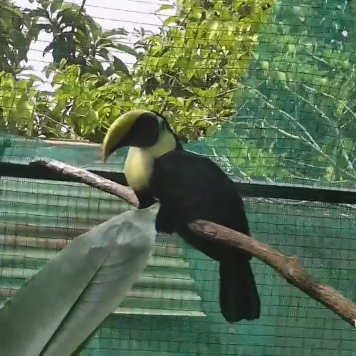 Toucan Rescue Ranch Live Camera | Heredia, Costa Rica
