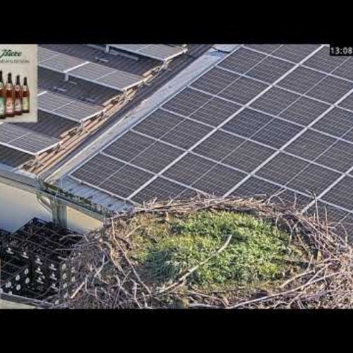 Stork Camera at Wittichenau City Brewery