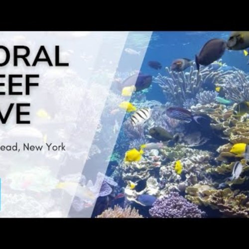Long Island Aquarium Live Coral Reef Webcam
