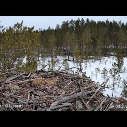 Sääksilive Osprey Nest | Pori, Finland