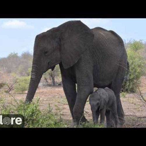 Tembe Elephant Park Live Cam: African Wildlife in South Africa