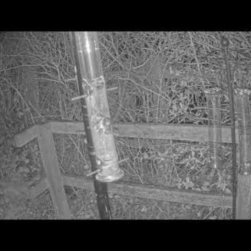 Hengistbury Head Bird Feeder Live Cam | Wildlife & Nature