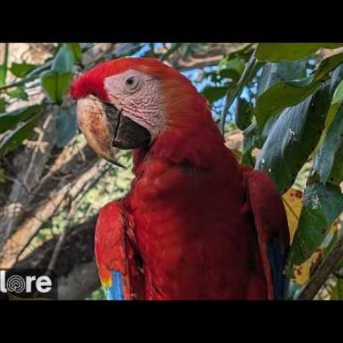 Macaw High Live Camera in Punta Islita, Costa Rica