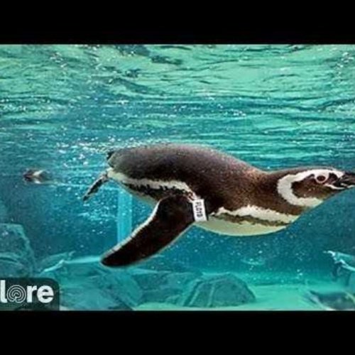 Long Beach Aquarium Live: Watch Penguins Underwater