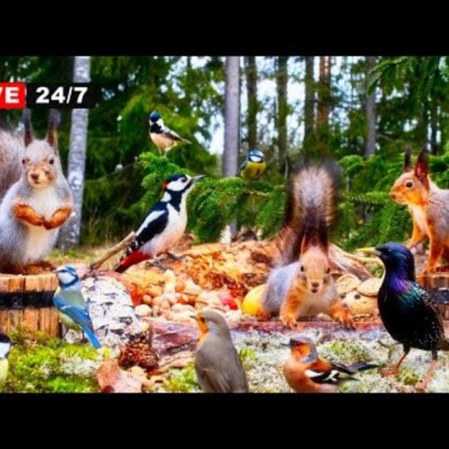 Finnish Woodland Wildlife Feeder Live Camera: Kuhmo Forest