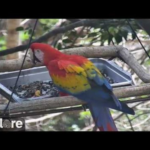 Punta Islita Macaw Feeding Station Live Camera