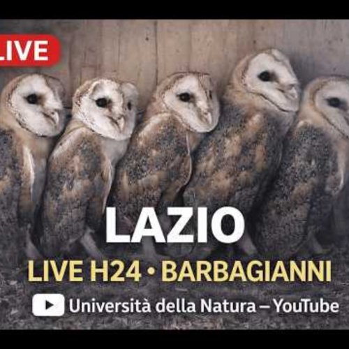 Witness the Charm of Rome's Countryside: Live Barn Owl Nest Cam