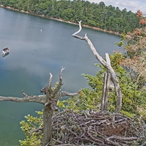 Bremen Osprey Nest Live Camera | Audubon Explore