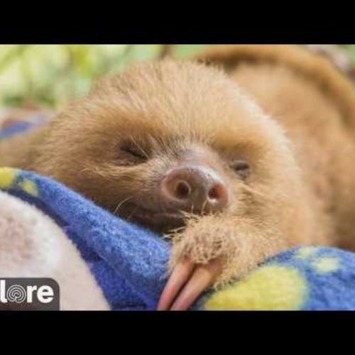 Lazy Sloth Sanctuary Live Cam | San Josecito, Costa Rica