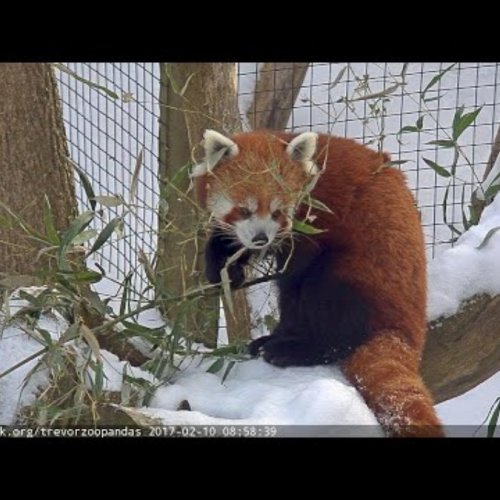 Live Red Panda Webcam at Trevor Zoo, Millbrook, USA