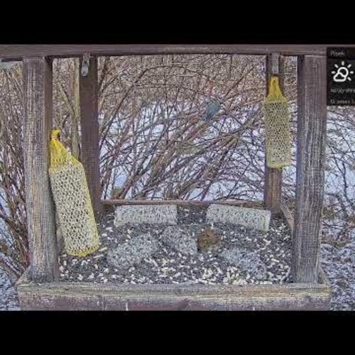 Live Bird Feeder Webcam in Písek, Czechia | Wildlife & Nature Stream