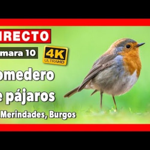 Live Bird Feeder Webcam: Nature in Las Merindades, Medina de Pomar