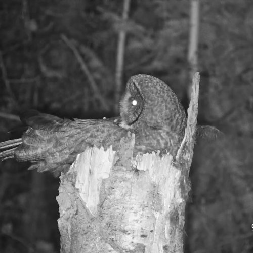 Witness The Majestic Great Gray Owl Nest In Missoula