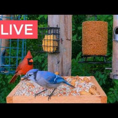 Stow, Ohio Bird Feeder Live Camera: Watch Cardinals, Jays & More