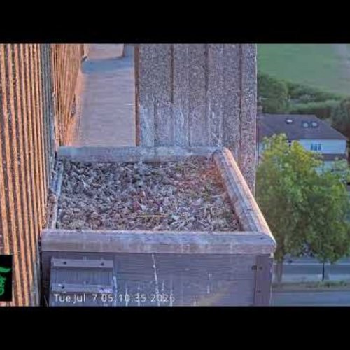 Ealing Peregrine Falcon Nest | Live Bird's Eye View in London