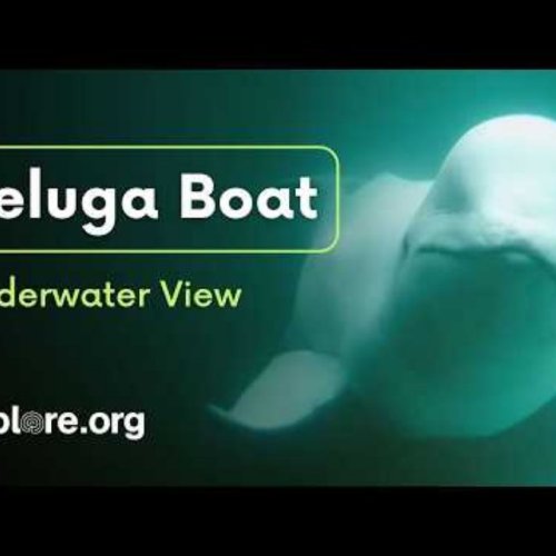 Beluga Boat Underwater | Beluga Whales