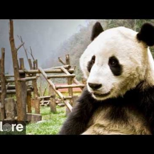 Giant Pandas Gengda Valley