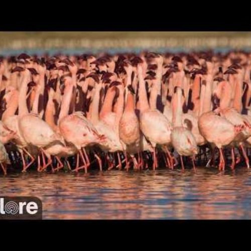 Flamingo Live Cam: Homevale, South Africa's Pink Spectacle