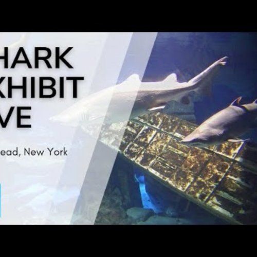 Long Island Aquarium Sharks Live: Riverhead, New York