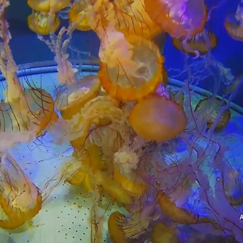Aquarium of the Pacific Seajelly Live Cam | Long Beach