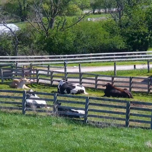 Wisconsin Pasture Live Stream