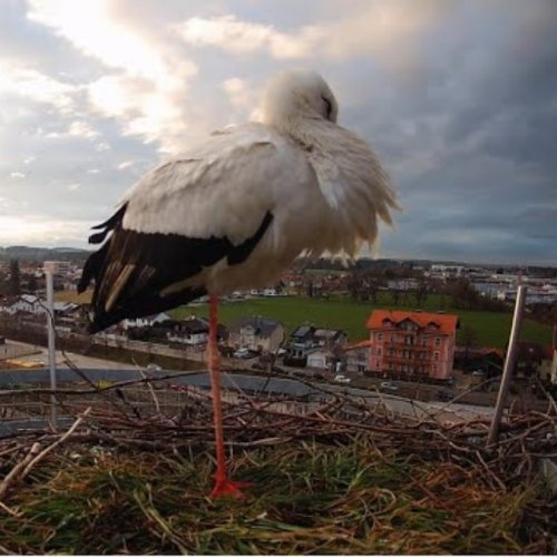 White Stork Rooftop Nest Live Camera in Freilassing, Germany