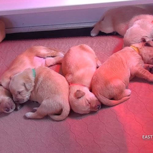 Adorable Puppies in Torrington, United States