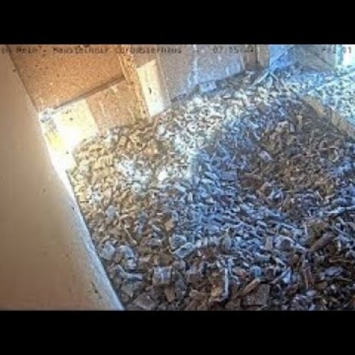 Experience the Fascinating World of Falcons at Corbusierhaus in Berlin 🐦