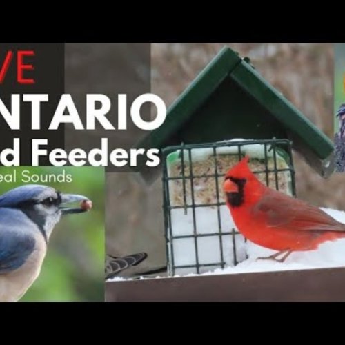 Birds Feeder Watch 4K - Ajax, Ontario, Canada