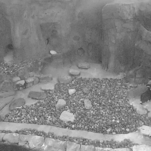 Penguin Beach Live Stream from Aquarium of the Pacific
