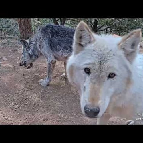 Mission Wolf Shaman's Rock Live Webcam | Gardner, Colorado Wildlife