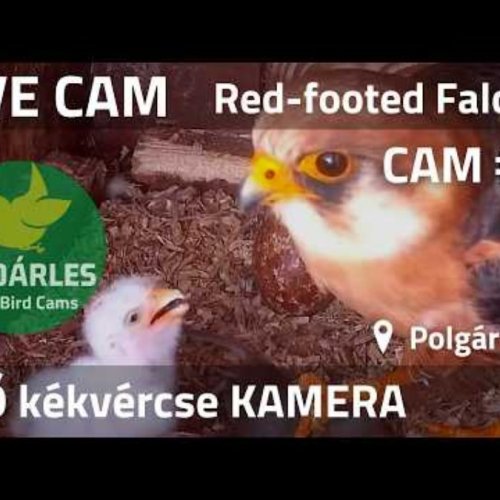 Red-Footed Falcon Nest Box Live Stream in Polgár, Hungary