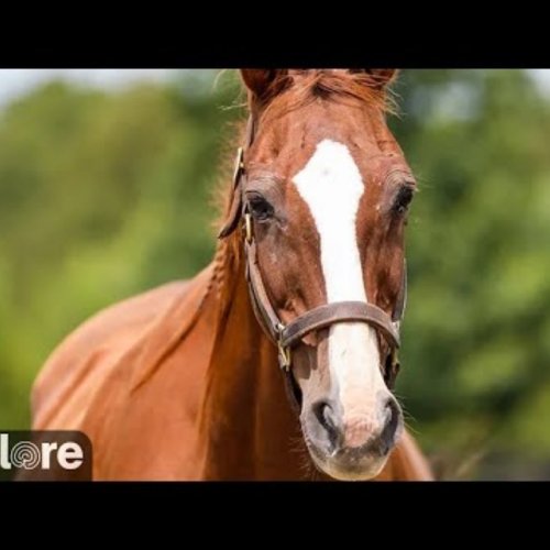 Kentucky Equine Foaling Shed | Live Horse Camera in Catnip, Kentucky