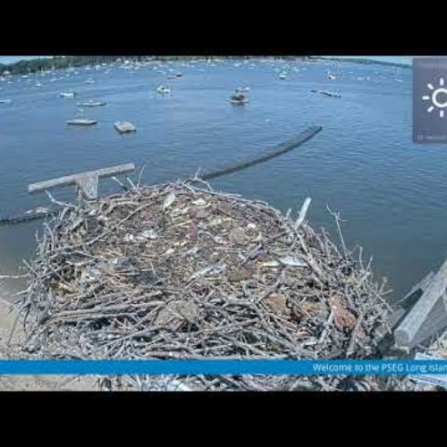 Oyster Bay Osprey Nest Live Cam: Long Island's Coastal Wildlife