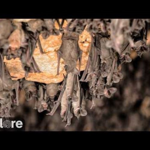 Bracken Cave Bats Live Stream: Witness the World's Largest Bat Colony