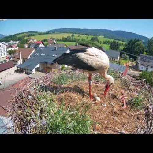 Mladé Buky Stork Nest Live View