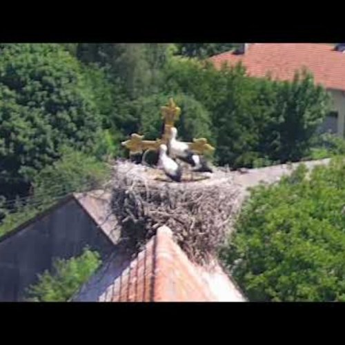 Stork Nest atop Haag Church Spire | Live View from Haag in Oberbayern, Germany