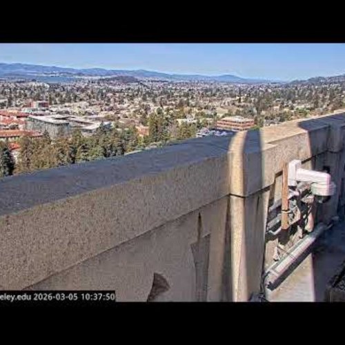 Berkeley Skyline & Falcon Nest Live Cam