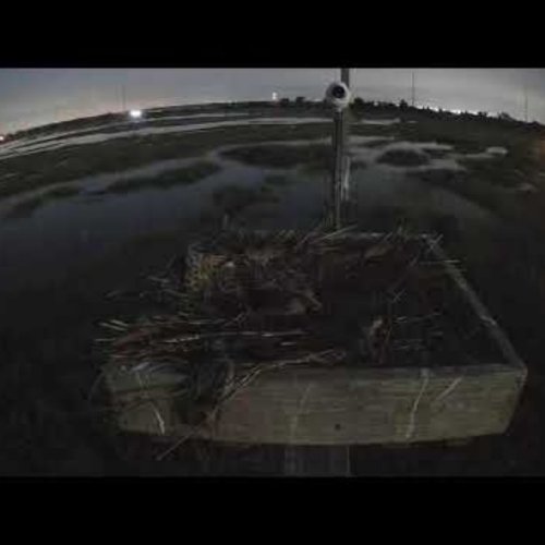 North Osprey Nest At Stone Harbor